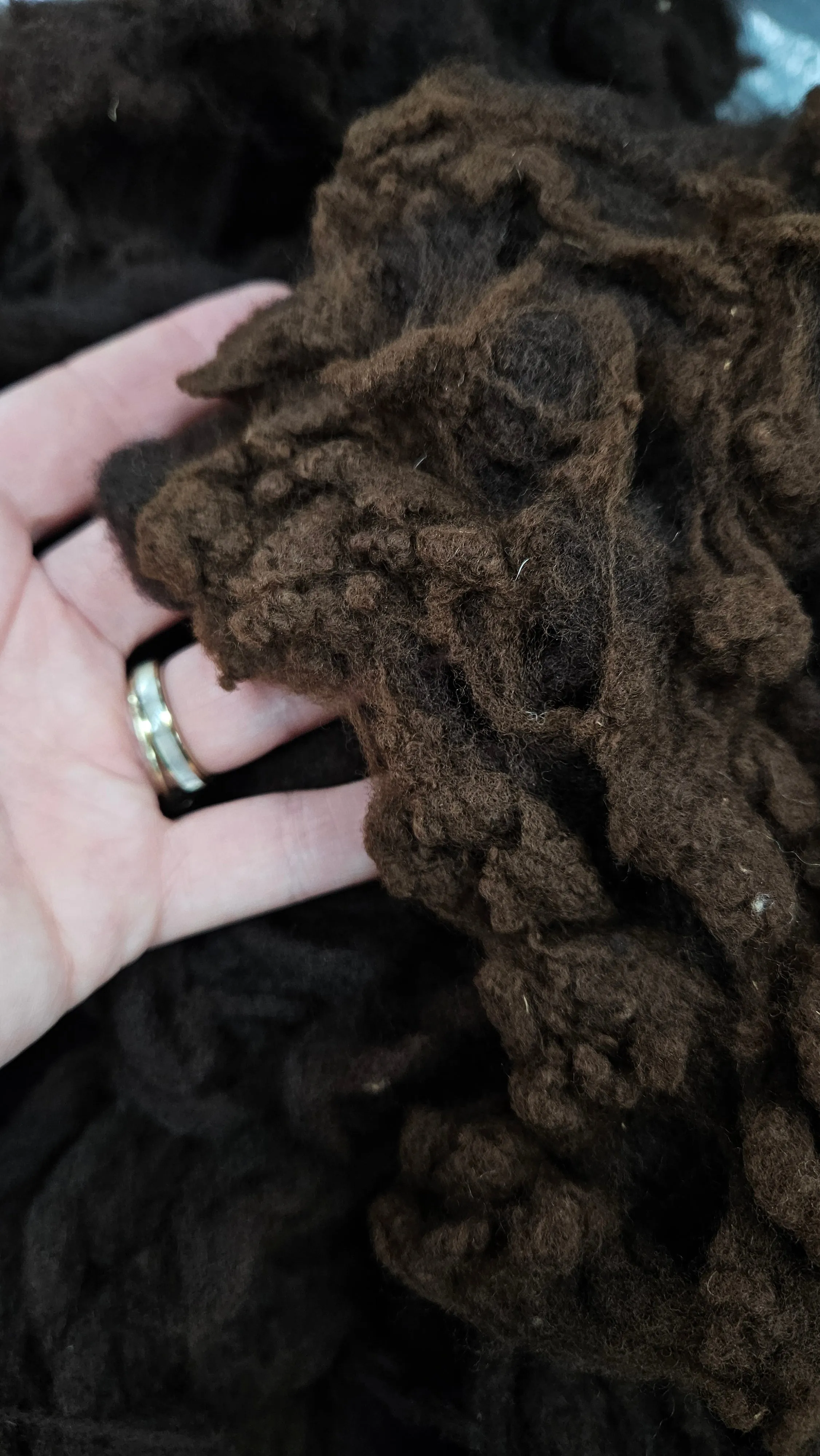 RAMBOUILLET - Washed Fine Wool Fleece Natural Dark Mahogany French Merino - 4 oz