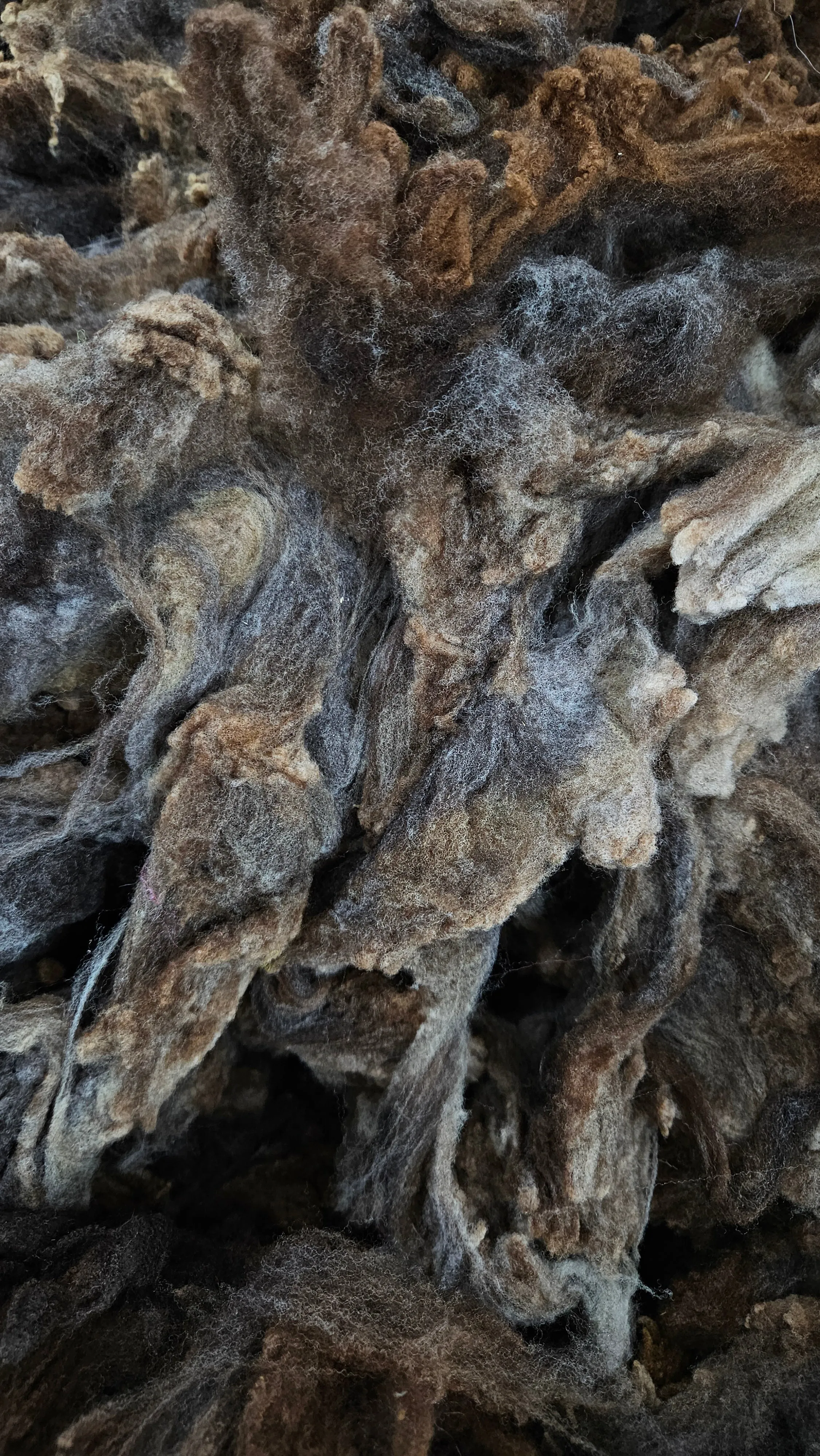RAMBOUILLET - Washed Fine Wool Fleece Natural Morrit Grey Brown French Merino - 4 oz