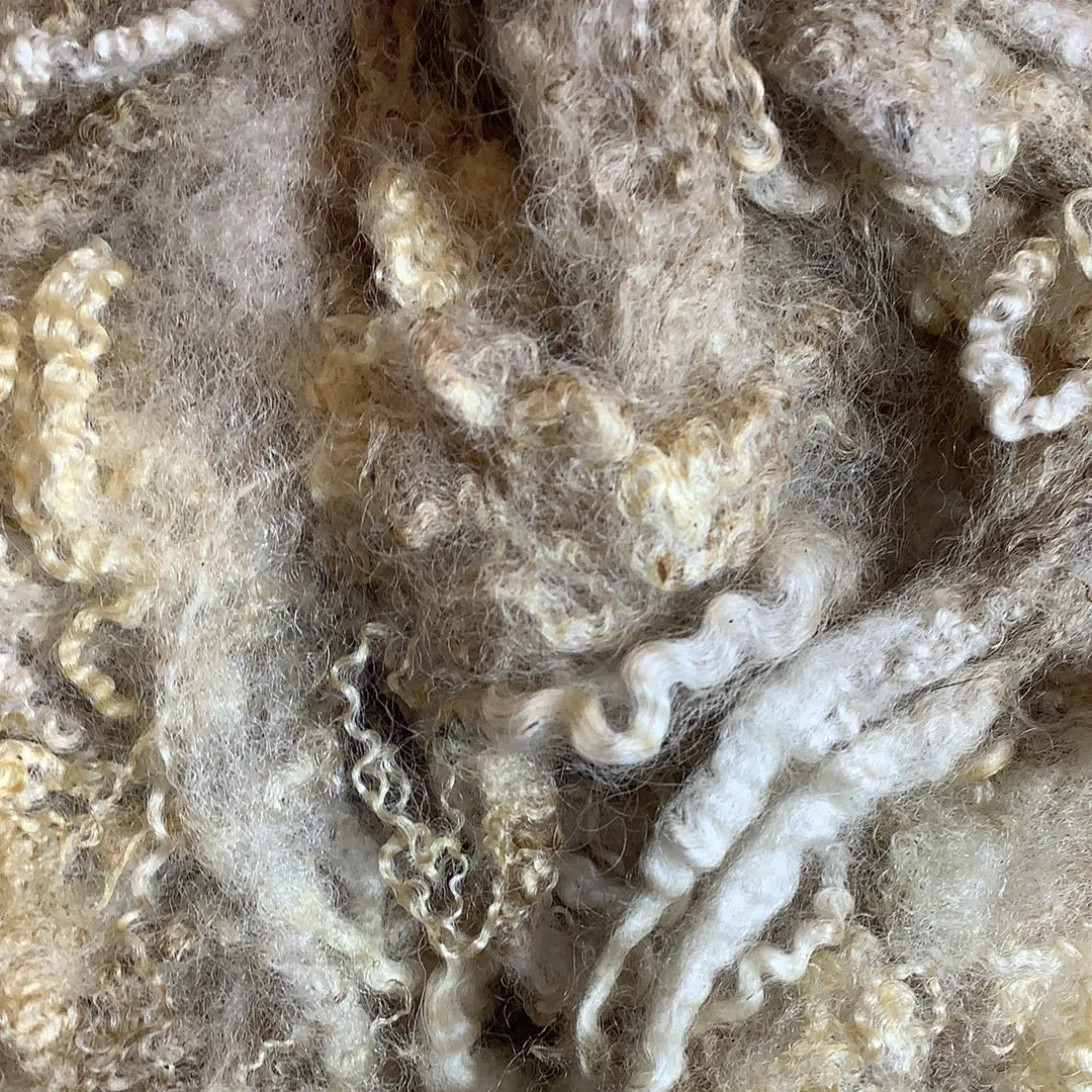 Scoured Blue Faced Leicester Fleece Wool Locks