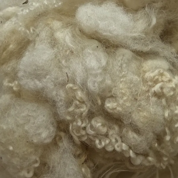 Scoured Blue Faced Leicester Fleece Wool Locks
