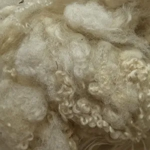 Scoured Blue Faced Leicester Fleece Wool Locks